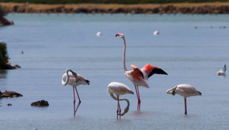 September 3 Free bird-spotting walk in the salt flats of San Pedro del Pinatar