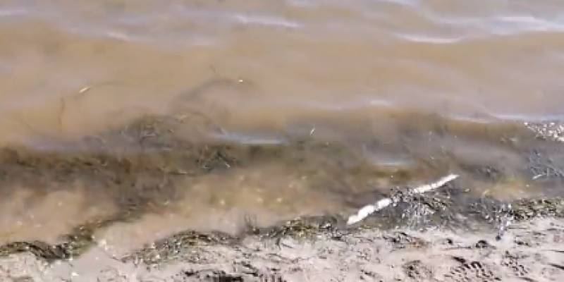 WATCH: Poachers dump dozens of dead fish in waters of Los Nietos