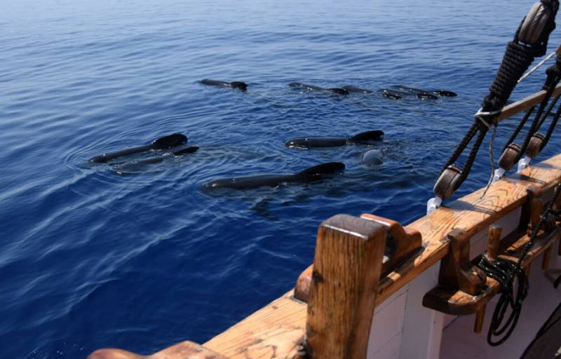 Pilot whale population being monitored off the coast of Mazarrón