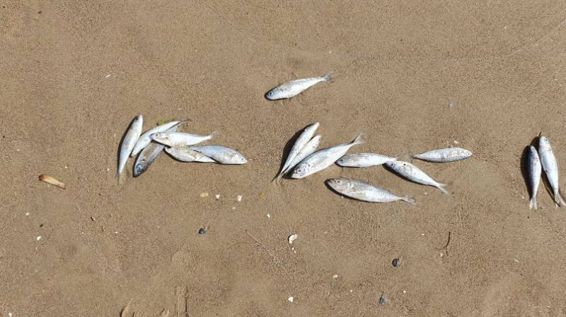 Dead fish wash up on Mazarron beach 
