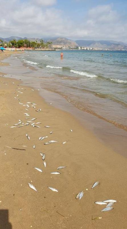 Dead fish wash up on Mazarron beach 