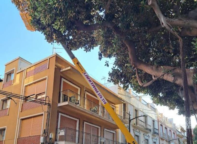 Aguilas ficus trees pass their annual check-up