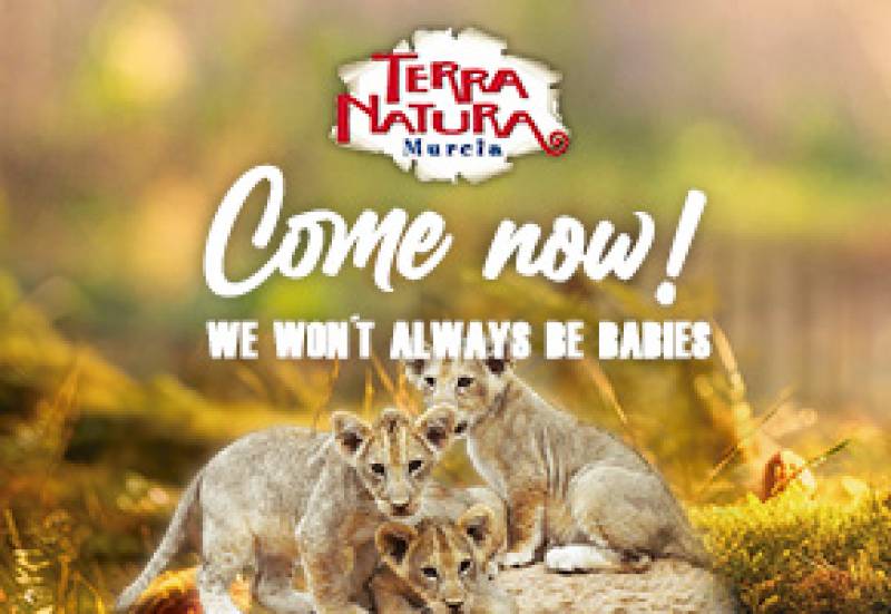 Three baby lions born at Terra Natura Murcia
