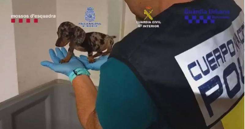 VIDEO: More than 400 animals rescued from illegal traffickers in Barcelona