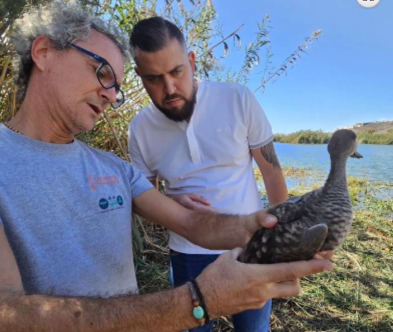 15 endangered grey teal ducks released in Mazarron wetlands