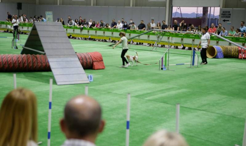 November 11 and 12 Dog show at the at the IFEPA exhibition centre in Torre Pacheco