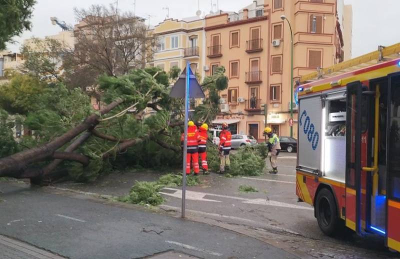 In videos: Hundreds of trees felled by savage winds in Spain