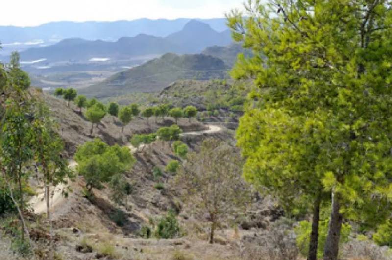 November 5 Free guided walking route in the Sierra de las Herrerias in Mazarrón