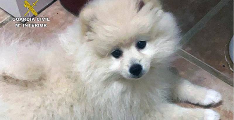 Pomeranian pup missing from Murcia found in Valencia