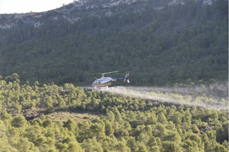 Aerial treatments against processionary caterpillars begin in Alhama