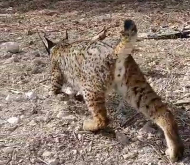10 new Iberian lynxes to be introduced to Lorca Highland