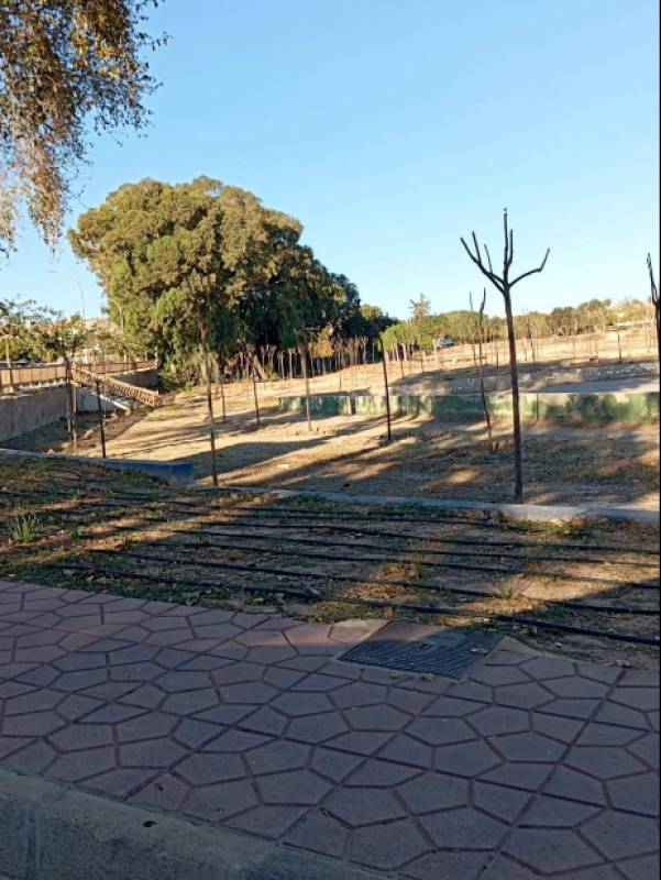 Cabo Roig urbanisation planted with 100 trees designated for other neighbourhoods