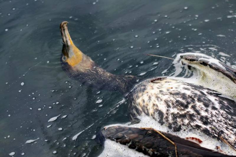 Alarm after dead cormorants turn up on Mar Menor beaches