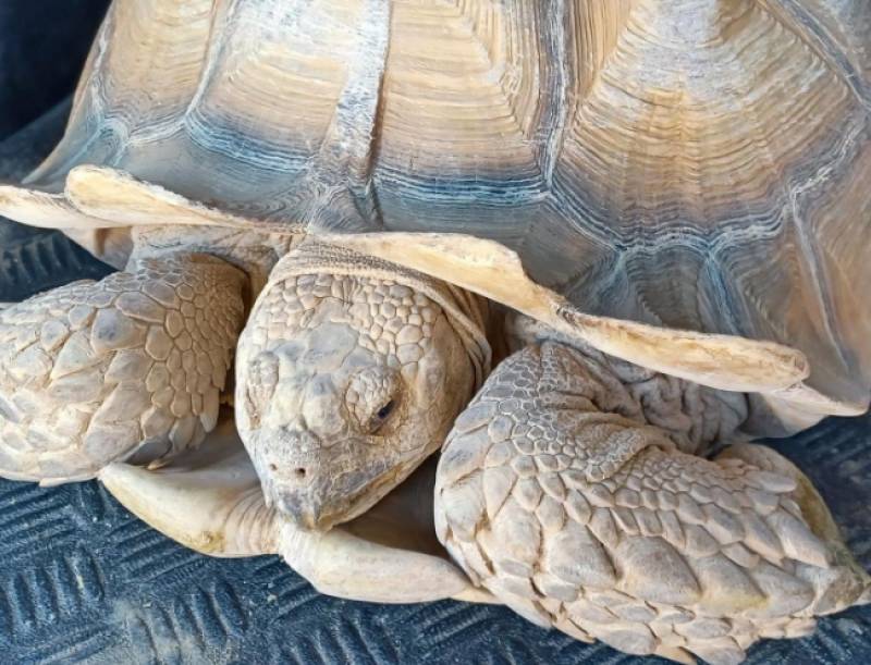 Nine endangered tortoises stolen from Beniel hatchery