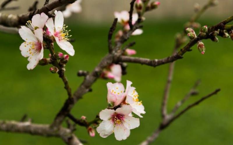 Mula witnesses the earliest blooming of almond trees across all of Europe