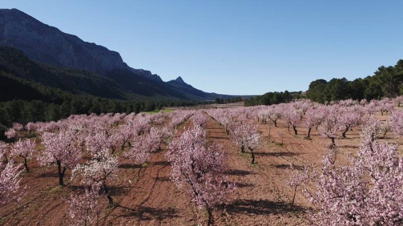 February 3, 4, 11 and 18 Guided walk in the blossoming almond groves of Mula