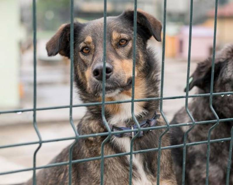 Stray animals have trebled in number in Yecla in the last 12 months