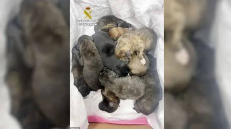 Newborn puppies found dumped in a bin bag in Murcia