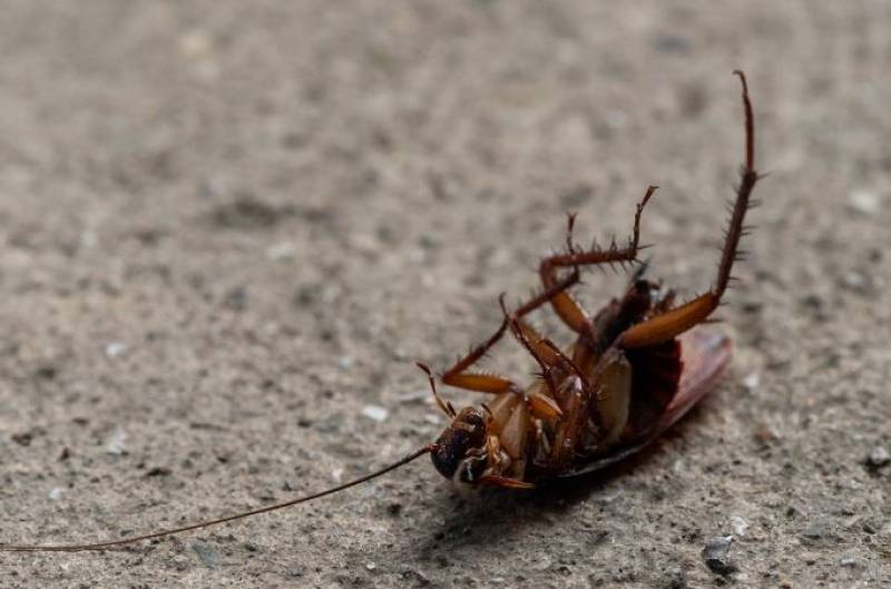 Mutant cockroaches take over Spanish homes