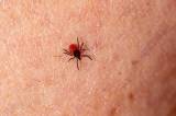 Health Authority issues warning about tick bites which could result in Lyme disease