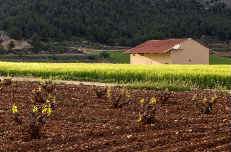Vines, wines and travel: The very best wine tourism in the Region of Murcia