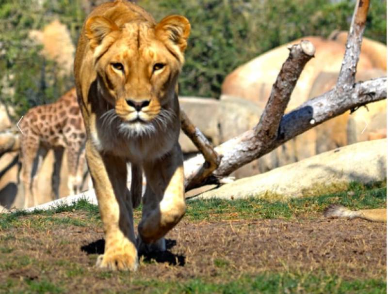 British organisation slates 3 Spanish zoos for mistreating animals