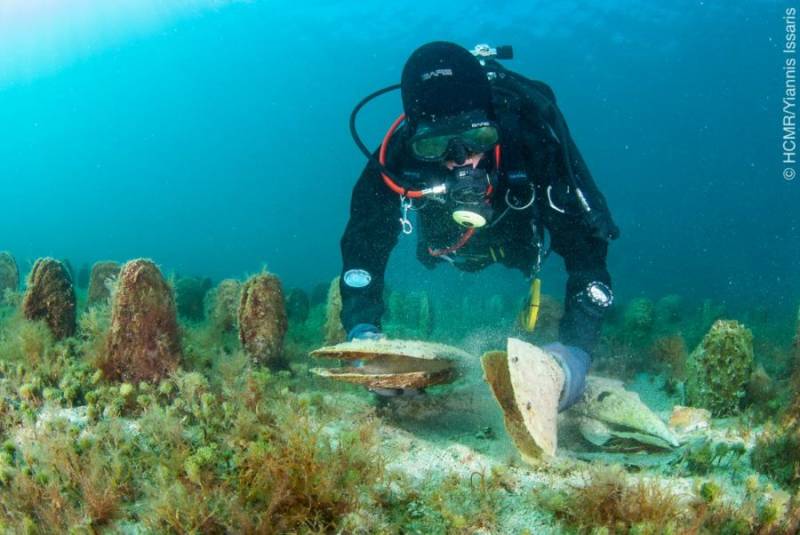 Great news for the Mar Menor as dozens of seahorse and giant mussel specimens found