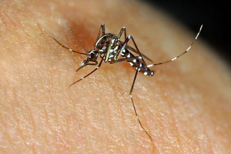 Yecla gets tough on tiger mosquitoes this summer