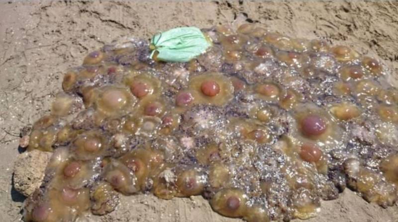 Cartagena beaches invaded by thousands of jellyfish