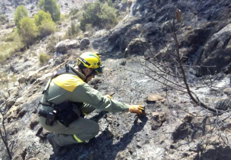 Arson or accident? Several recent forest fires under investigation in Murcia