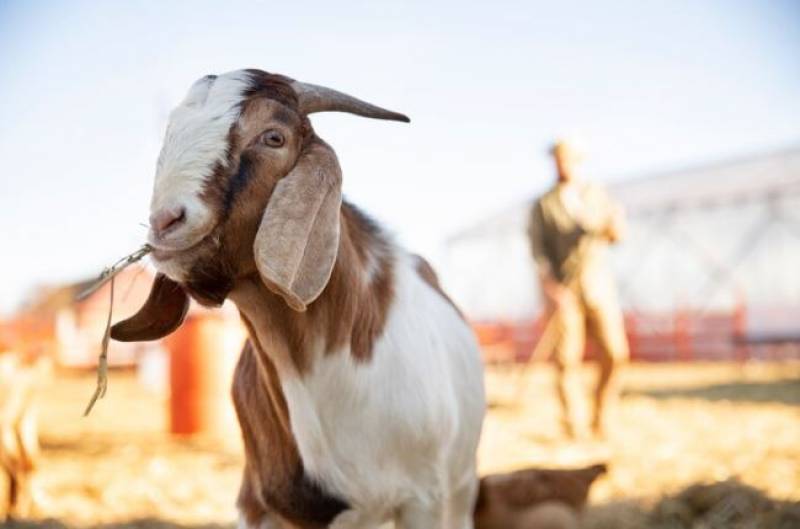 WATCH: Escaped goat hit by car after running through the centre of Murcia