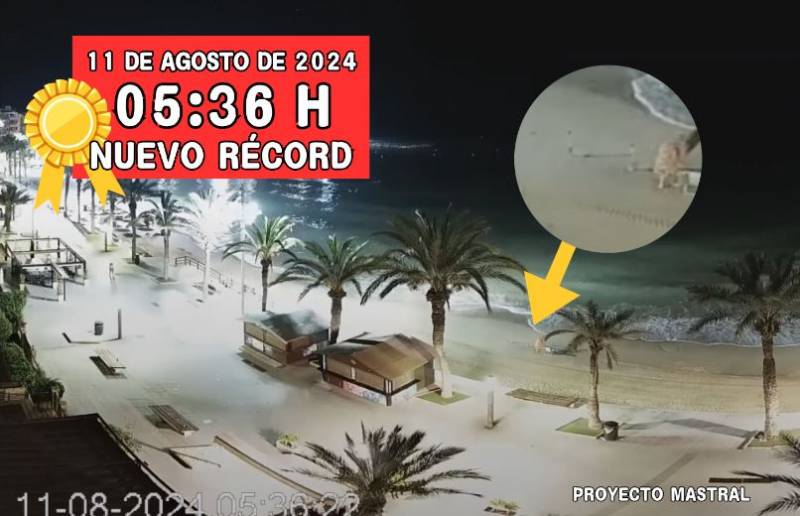 Vacation dedication on the Costa Blanca as beachgoers plant their umbrellas before dawn