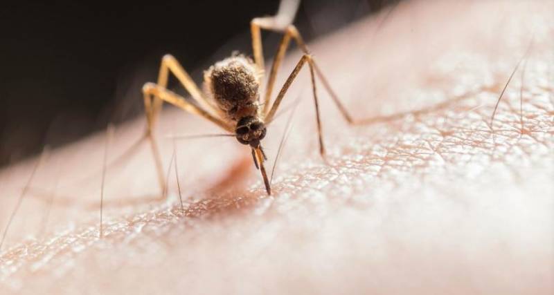 Woman dies of mosquito-borne West Nile Virus in Andalucía