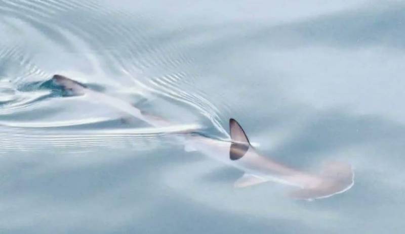 VIDEO: Massive hammerhead shark filmed in the Canary Islands