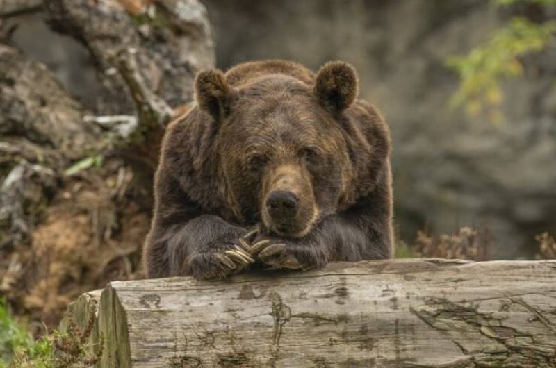 From brink of extinction to thriving: 5 Spanish animals make a remarkable recovery