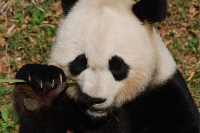 New research reveals the panda originated in Spain