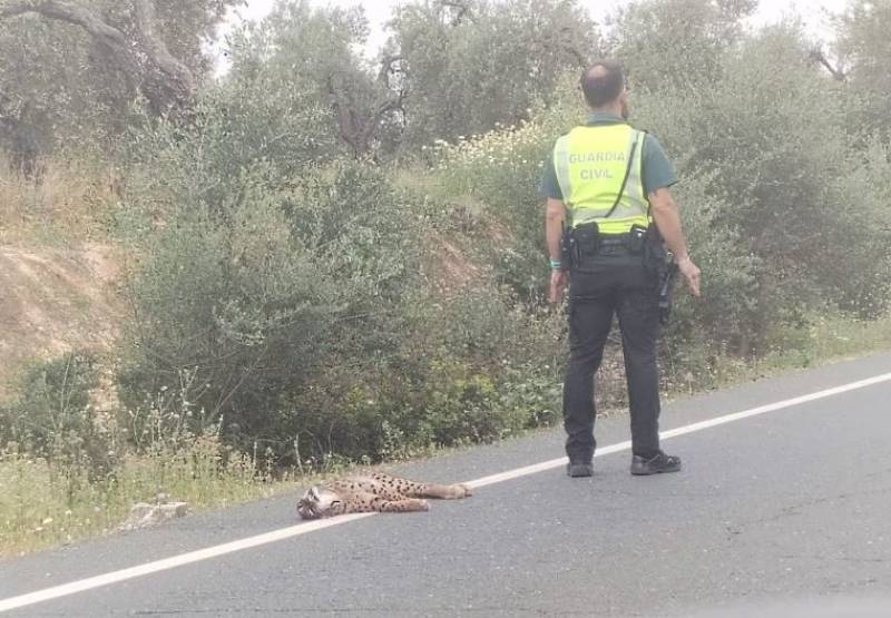 Three endangered lynxes killed in 5 days on Andalusian roads