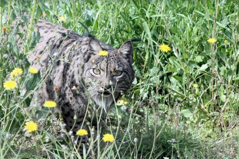 Terra Natura Murcia participates in the Life LynxConnect Iberian lynx recovery project