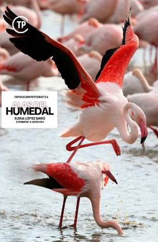 UNTIL DECEMBER 31 BIRDLIFE PHOTOGRAPHY EXHIBITION AT THE SALT FLATS VISITORS CENTRE IN SAN PEDRO DEL PINATAR