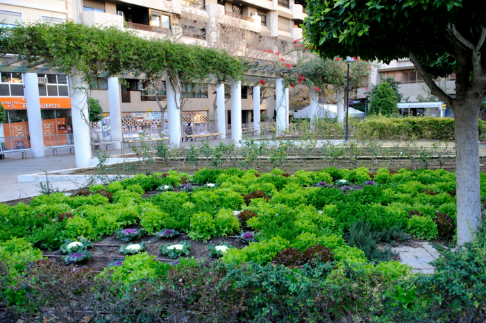 Block planting used with success in central Murcia