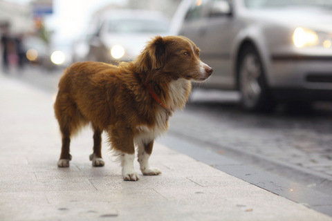 24163_totana-dog-owner-to-pay-damages-after-his-pet-caused-a-road-accident_1_large.jpg
