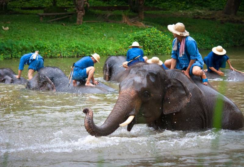 Spanish tourist killed by elephant while on holiday in Thailand