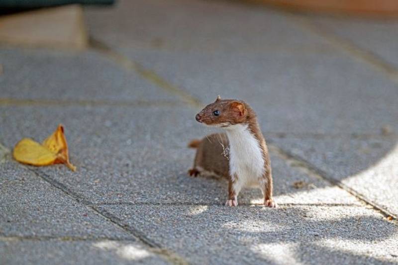 Spanish News Today Editors Roundup Weekly Bulletin June 27