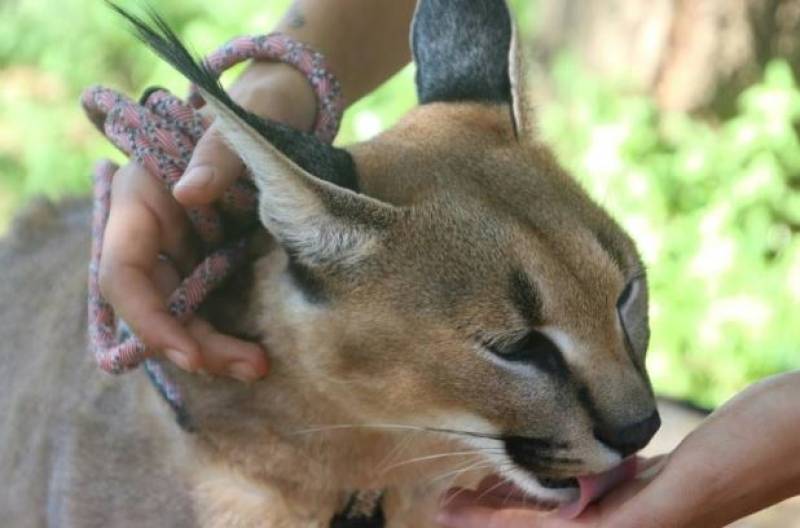 Spanish News Today Editors Roundup Weekly Bulletin Aug 8