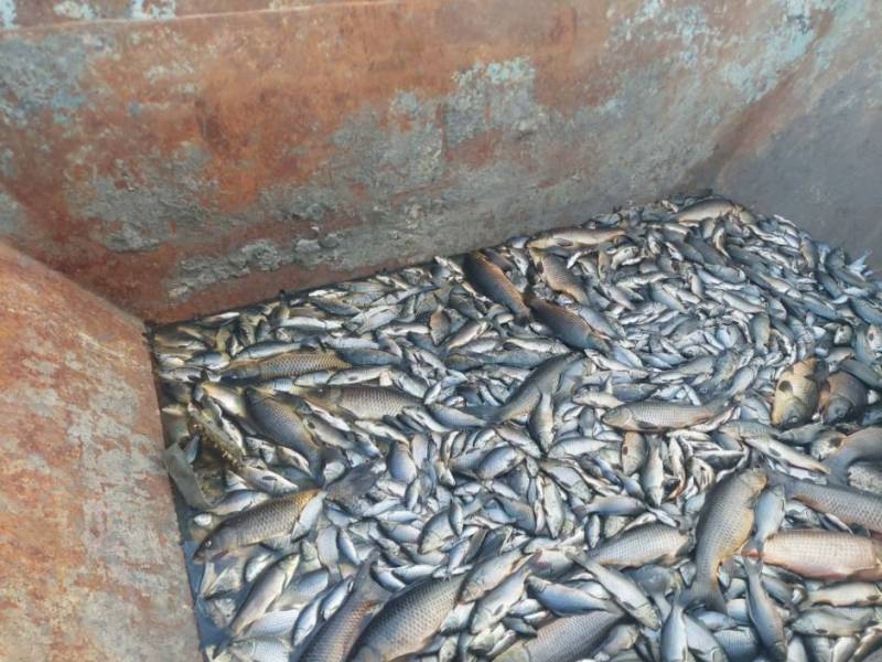 Fish in Condado lake were removed humanely, assures Biocyma