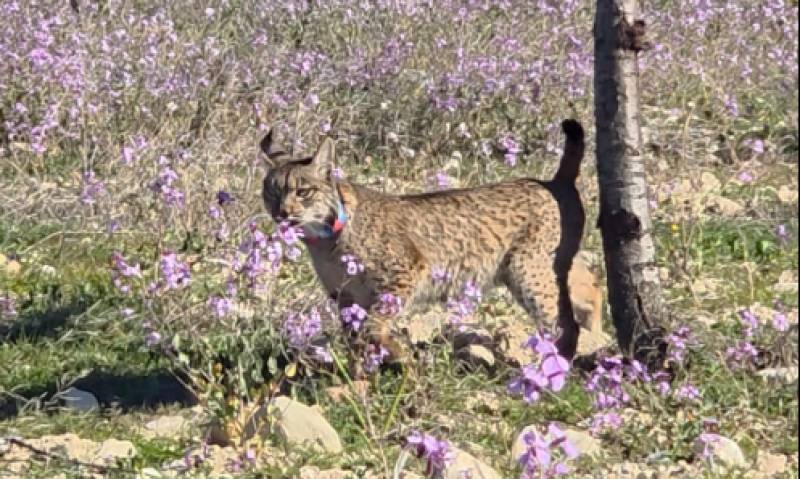 WATCH! Two new young Iberian lynxes released in Lorca highlands