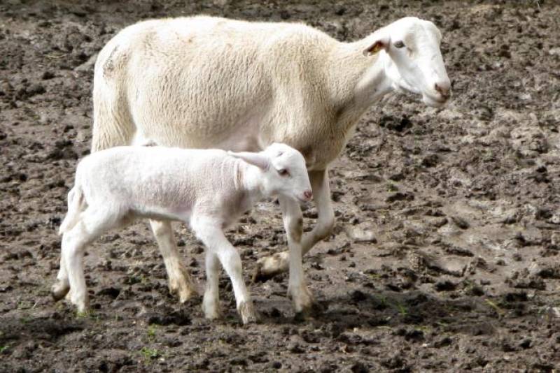 March 12 to 15 Segureño lamb fair in the Caravaca village of Archivel