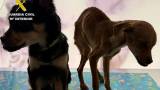 Two starving dogs dumped from car boot in Caravaca de la Cruz