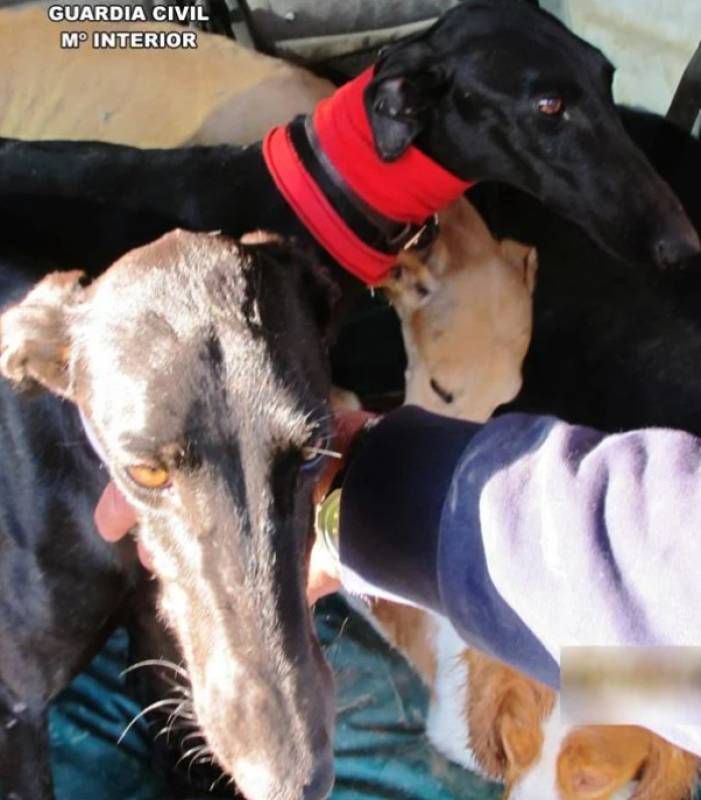 Man arrested in Jumilla for illegal hare poaching using hunting dogs