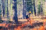 Doñana fire stabilised after burning 400 hectares in the national park